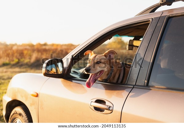 Happy\
ginger red mix breed dog smiling with his tongue hanging out,\
looking out of family car window. Sunset time summer wallpaper.\
Grunge solar bright effect. Pets travel\
concept.