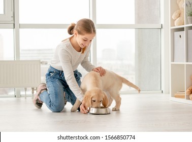 Happy Girl On Her Knees Next To Eating Golden Retriever Puppy Indoors