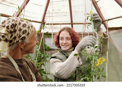 Happy Girl In Workwear And Protective Gloves Helping Grandmother With Taking Care Of Tomato Plants In Hothouse By Summer House