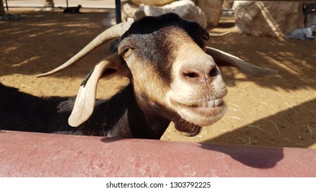 Happy Go Lucky Goat