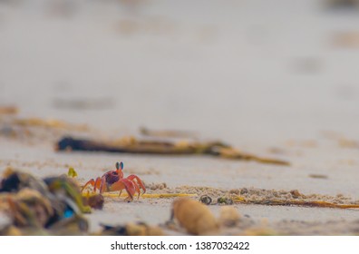 Happy Go Lucky Looking Crab