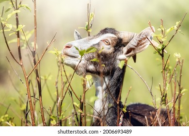 Happy goat rejoices in the spring with juicy twigs of the bush with young green leaves. Free-range goat grazing on a small rural organic dairy farm.