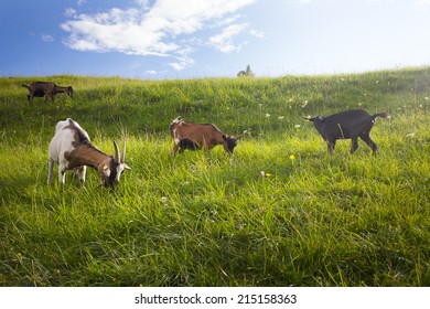 Happy goats grazing in pasture meadow grass in summer warm day. - Shutterstock ID 215158363