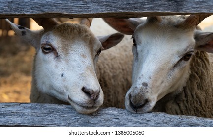 Happy Goats At Sturbridge Farm