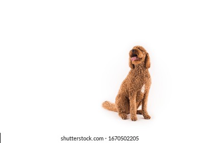 Happy Golden Doodle Dog On White Background