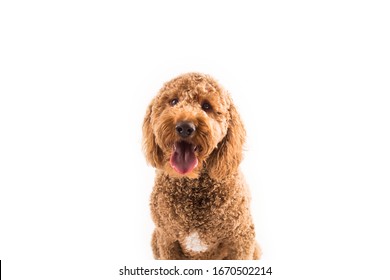 Happy Golden Doodle Dog On White Background