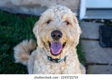 Happy Golden Doodle Smiling Into The Camera During A Hot Summer Afternoon