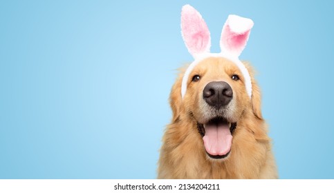 Happy Golden retriever dog bunny dressed ears rabbit easter holiday on blue background isolated