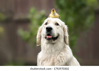 happy golden retriever dog with a duckling on her head