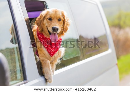 Happy golden retriever dog  with his head out the window of a vehicle