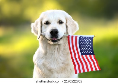 happy golden retriever dog holding American flag in mouth 
