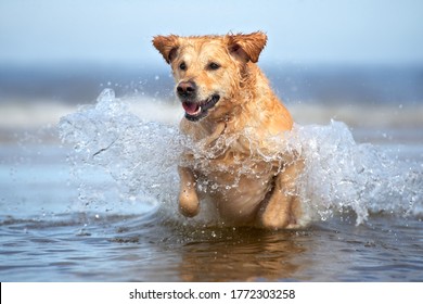 Happy Golden Retriever Dog Jumping In Water