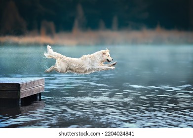 Happy Golden Retriever Dog Jumping Into The Lake