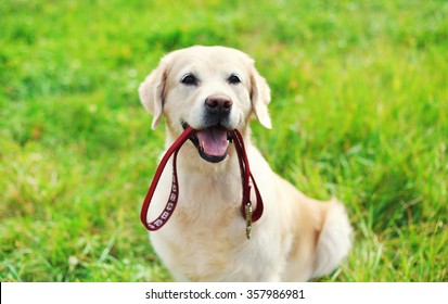 Happy Golden Retriever Dog With Leash Sitting On Grass In Summer 