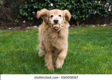 Happy Golden Retriever Dog Playing Fetch With A Ball