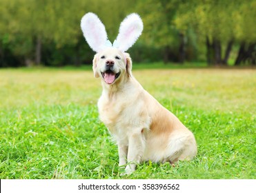 Happy Golden Retriever dog with rabbit ears sitting on grass in spring day 