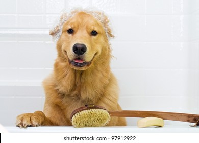 A Happy Golden Retriever Dog Ready To Take A Bath In The Tub.  He Is Wearing A Shower Cap And Has A Scrub Brush And Bar Of Soap Ready To Use.