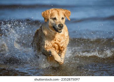 happy golden retriever dog running in the water, close up shot at the beach