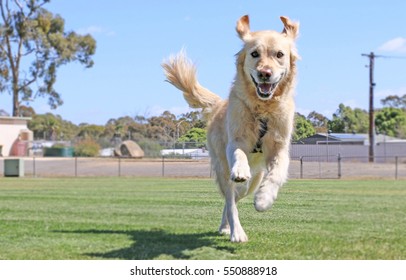 Happy Golden Retriever Dog Running With Ears Flopping