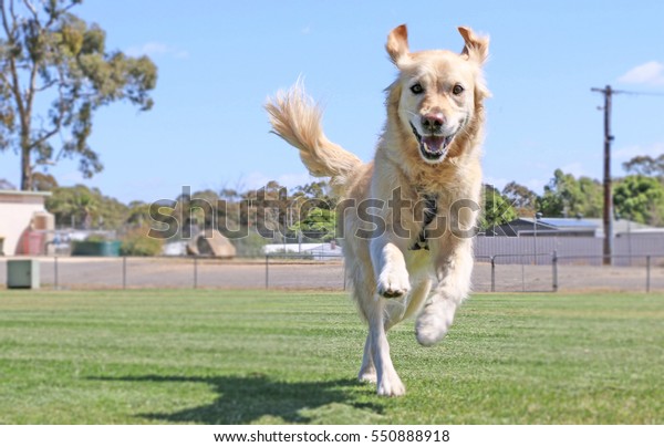 Happy\
golden retriever dog running with ears\
flopping