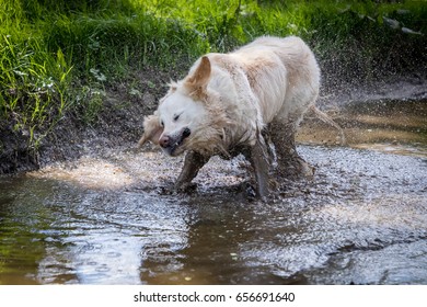 Happy Golden Retriever Dog Shaking In Muddy Puddle