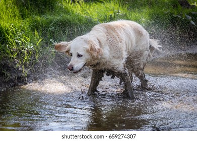 Happy Golden Retriever Dog Shaking In Muddy Puddle