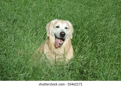 Happy golden retriever dog sitting in the thick green grass - Shutterstock ID 55462171