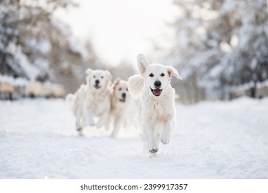happy golden retriever dogs running in the winter forest