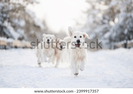 happy golden retriever dogs running in the winter forest