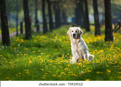 Happy Golden Retriever in flower field of yellow dandelions - Powered by Shutterstock