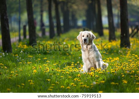 Happy Golden Retriever Flower Field Yellow Stock Photo (Edit Now