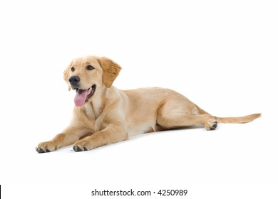 Happy Golden Retriever Labrador Laying Down On The Ground