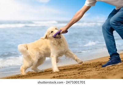 Happy golden retriever plays with his owner on a sandy beach near the sea on a summer day. Life with dog. Play with dog. Summer holiday on the beach with a dog - Powered by Shutterstock