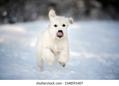 Happy Golden Retriever Puppy Running In Winter