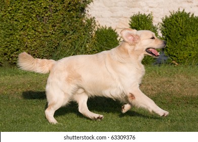 Happy Golden Retriever Running