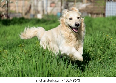 Happy Golden Retriever running through grass.  - Shutterstock ID 400749643