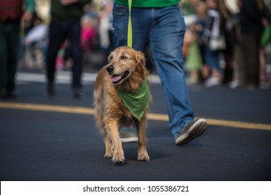 Happy Golden Retriever walking along Saint Patrick Day parade route wearing green bandana around neck.