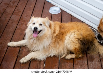 A happy golden and white furry dog laying down on a brown wooden deck