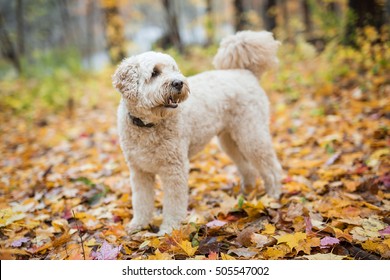 A Happy goldendoodle dog outside in autumn season