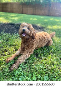 Happy Goldendoodle lying in a yard
