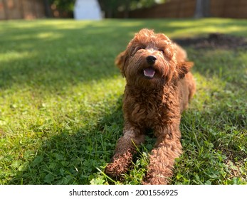 Happy Goldendoodle lying in a yard