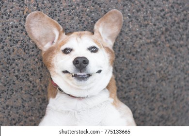 Happy Goofy Beagle Dog Looking Up At Camera