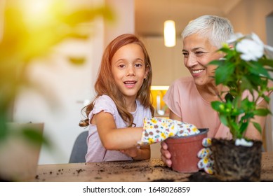 Happy Grandmother with her granddaughter working in the home garden. Grandmother and child gardening indoors in spring. Cute little girl enjoys planting new flowers - Powered by Shutterstock