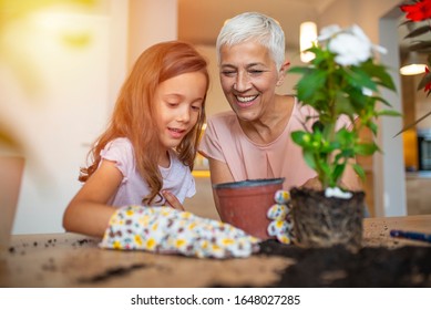 Happy Grandmother With Her Granddaughter Working In The Home Garden. Grandmother And Child Gardening Indoors In Spring. Cute Little Girl Enjoys Planting New Flowers