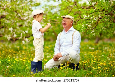 Happy Grandson, And Grandpa Having Fun In Spring Garden, Blowing Dandelions