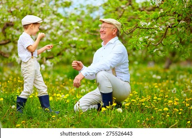 Happy Grandson, And Grandpa Having Fun In Spring Garden, Blowing Dandelions