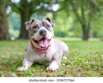 A happy gray and white Staffordshire Bull Terrier mixed breed dog lying down in the grass and panting