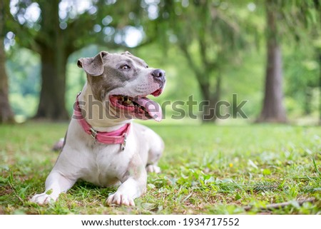 A happy gray and white Staffordshire Bull Terrier mixed breed dog lying down in the grass and panting