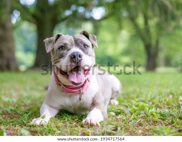 what dogs make a staffordshire bull terrier