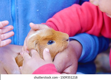 Happy guinea pig with her owners.